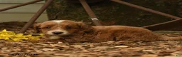 Goldendoodle dogs for sale: Milo - Ad 3