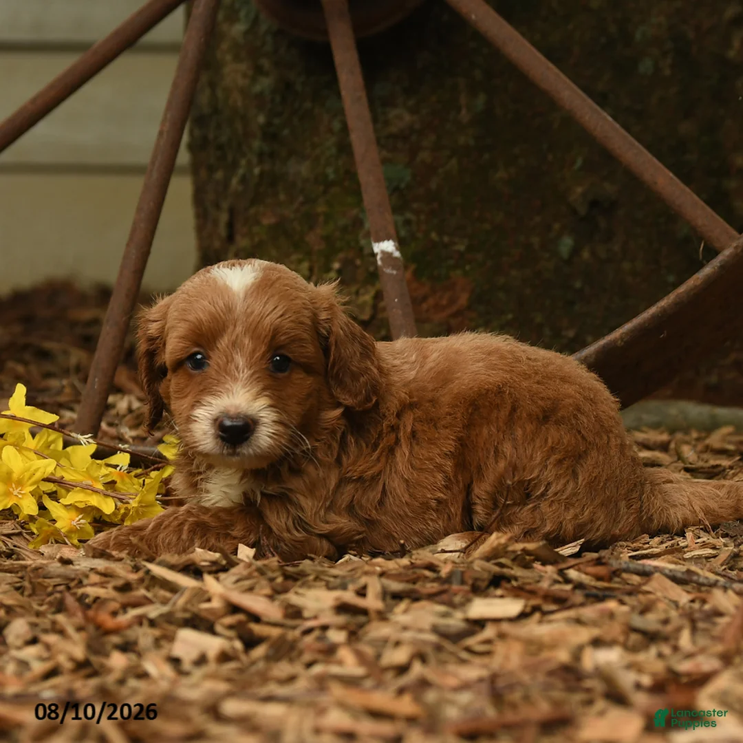 Goldendoodle dogs for sale: Milo - Ad 3