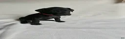 Great Dane dogs for sale: Tea cup- pink - Ad 4