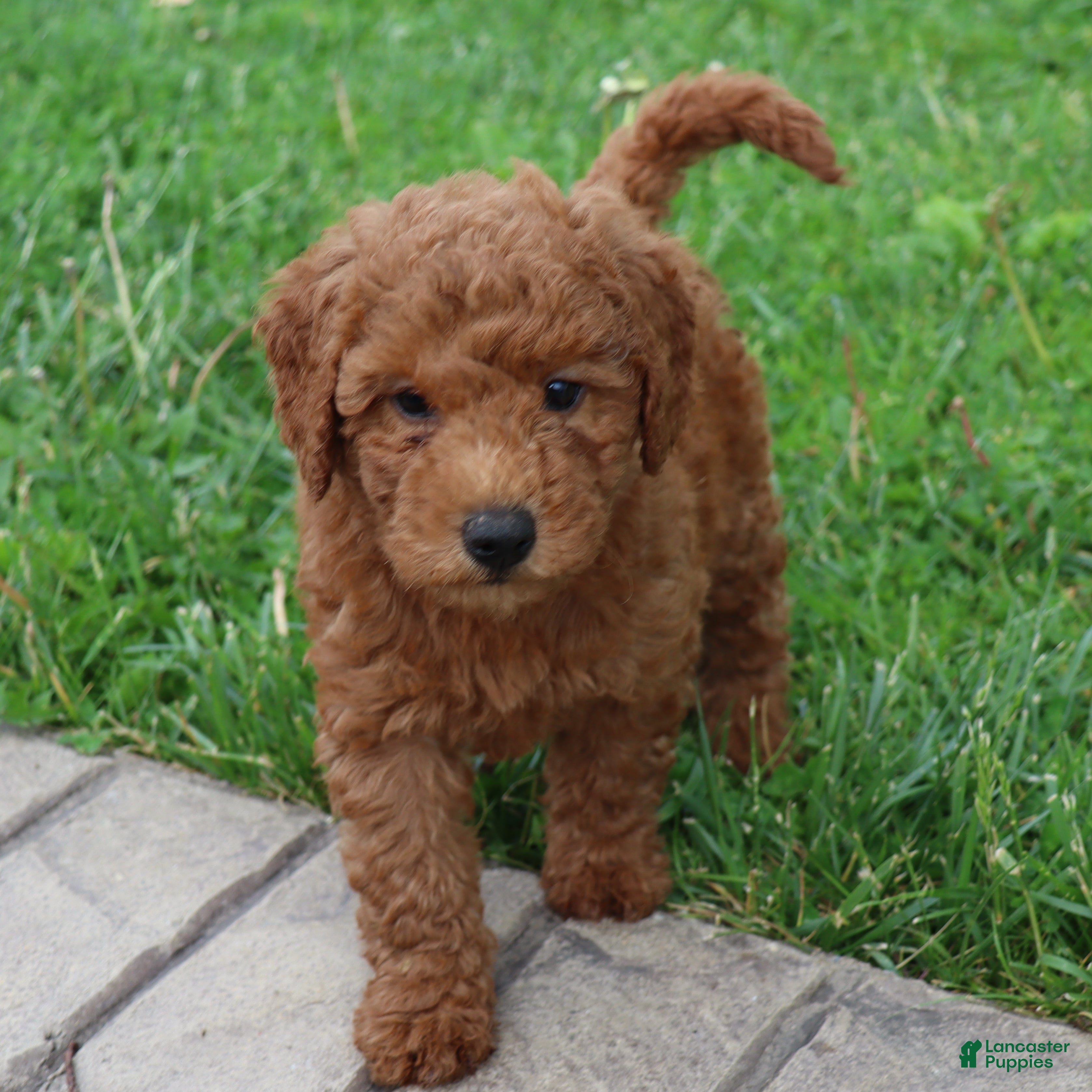 Mini Goldendoodle dogs Bonita - Ad 2