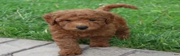 Mini Goldendoodle dogs for sale: Bella - Ad 20