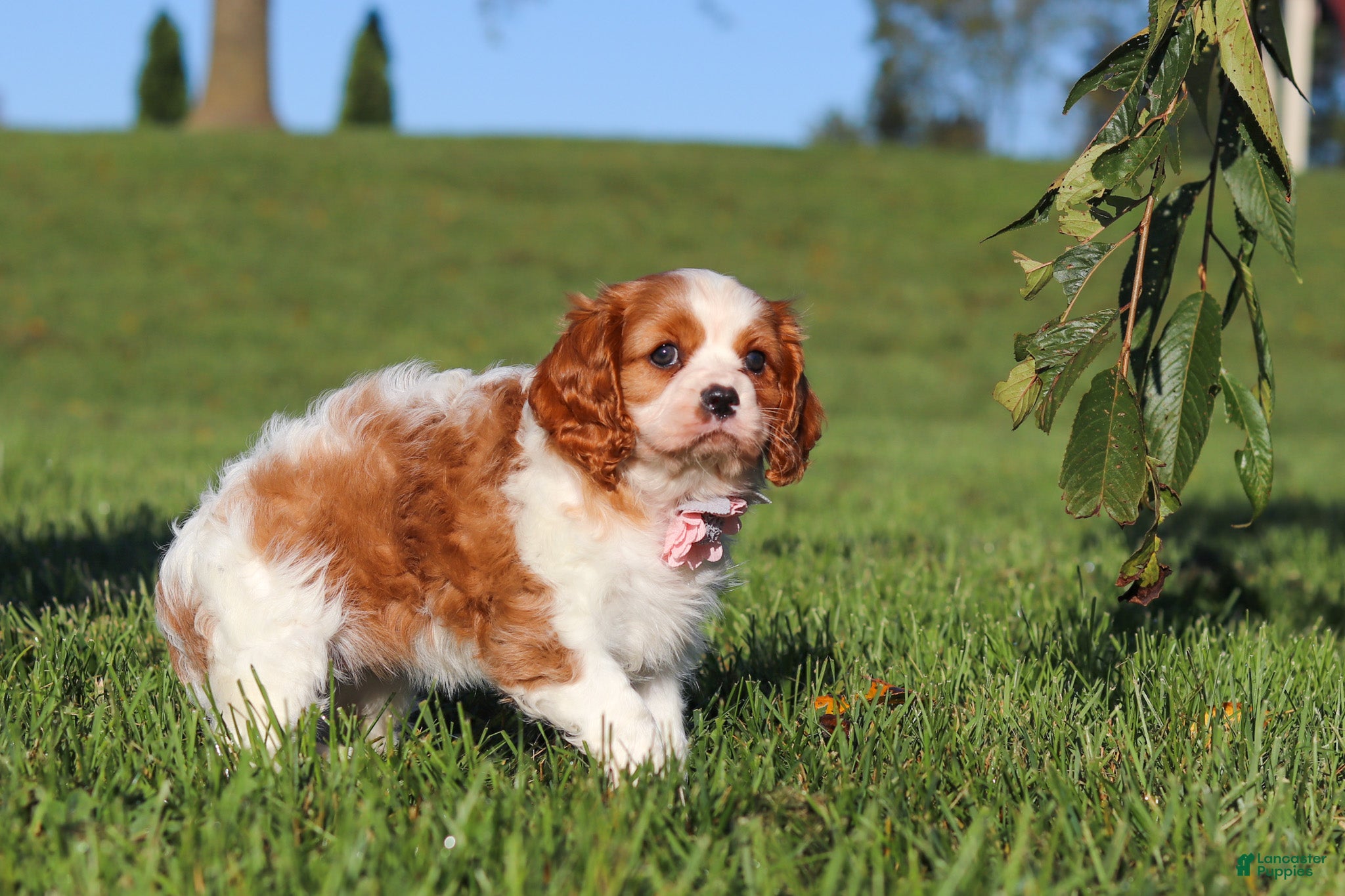 Cavalier King Charles Spaniel dogs Lila - Ad 2
