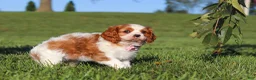 Cavalier King Charles Spaniel dogs for sale: Lila - Ad 2