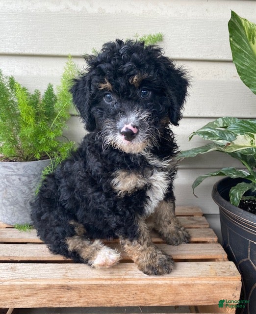 Mini Bernedoodle dogs Baxter- mini/medium - Ad 1