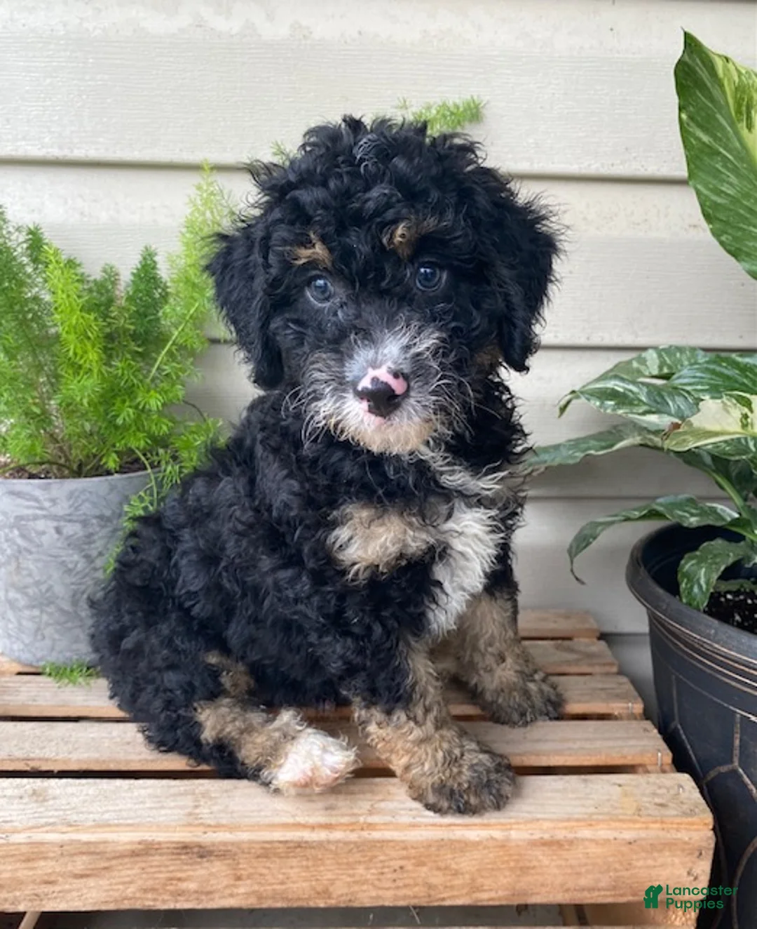 Mini Bernedoodle dogs for sale: Baxter- mini/medium - Ad 1