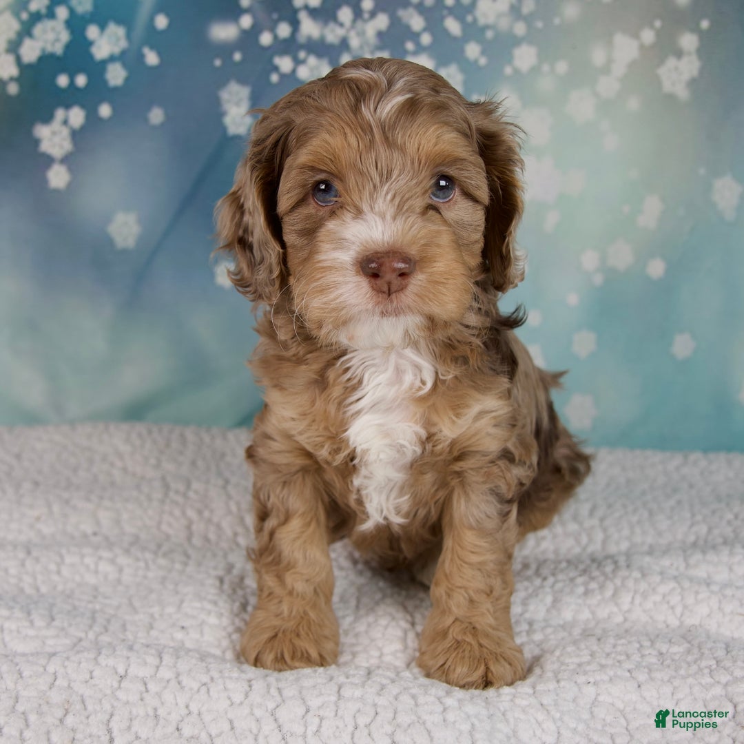 Cockapoo dogs for sale: Cash - Ad 1