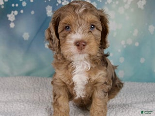 Cockapoo dogs Cash - Ad 7