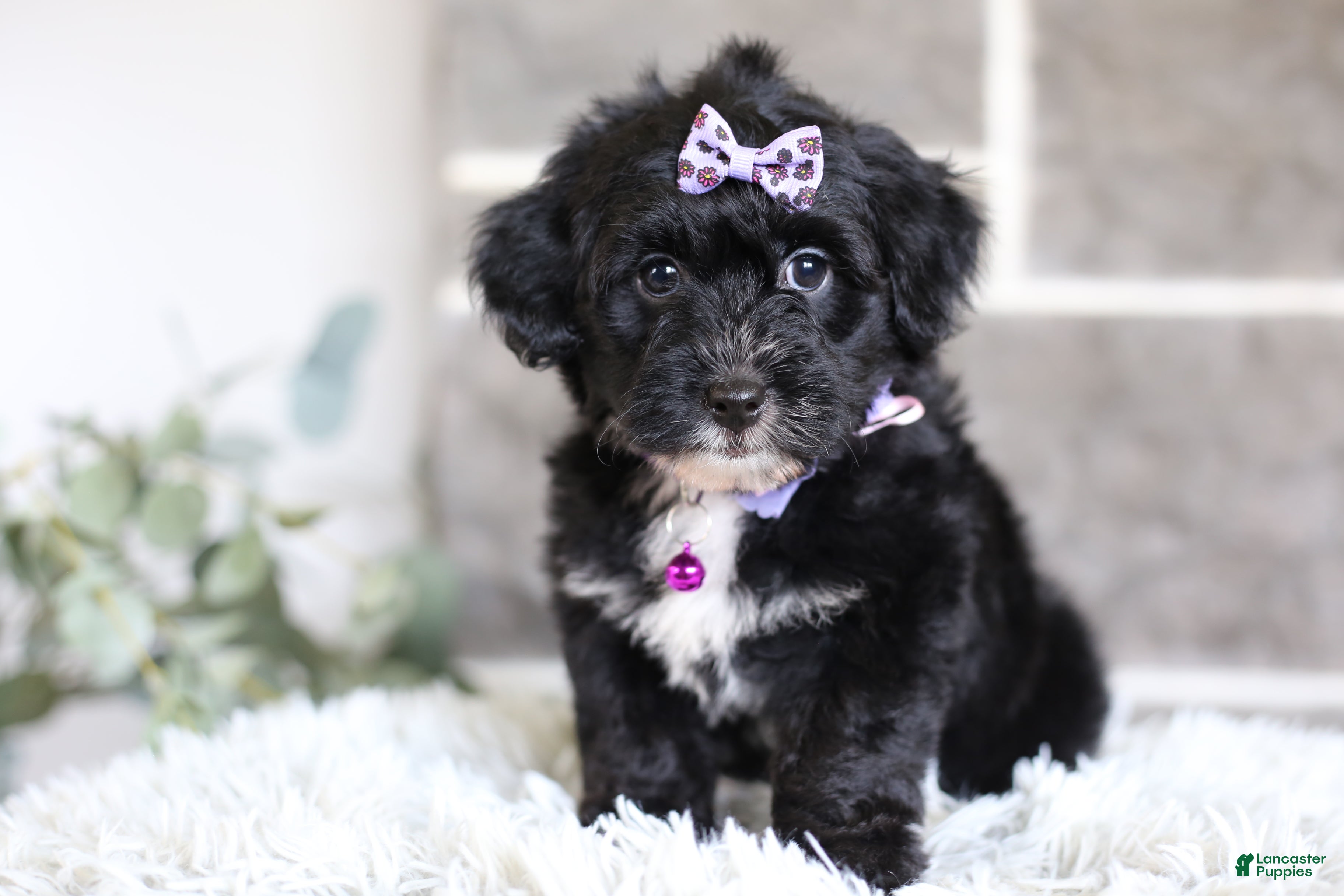 Yorkiepoo dogs Raven - Ad 1