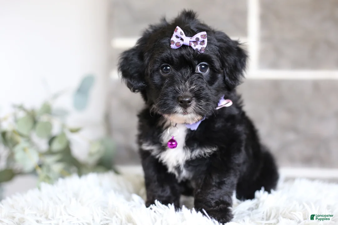 Yorkiepoo dogs for sale: Raven - Ad 1