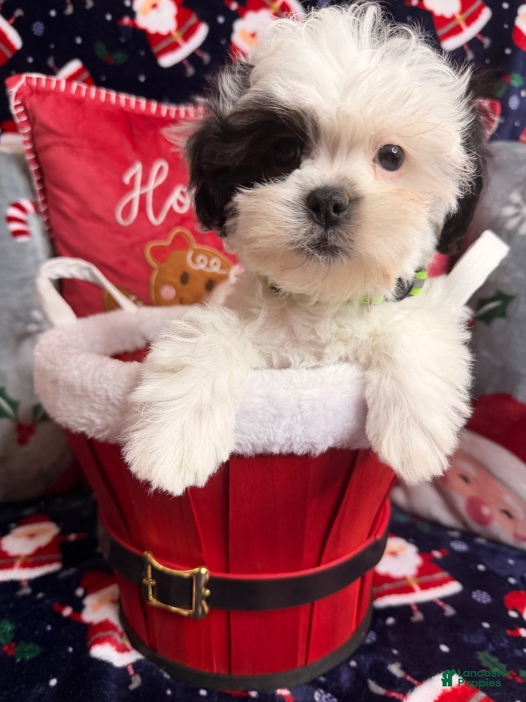 Malshi dogs for sale: Heibai - Ad 1