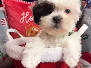 Malshi dogs Heibai - Ad 22