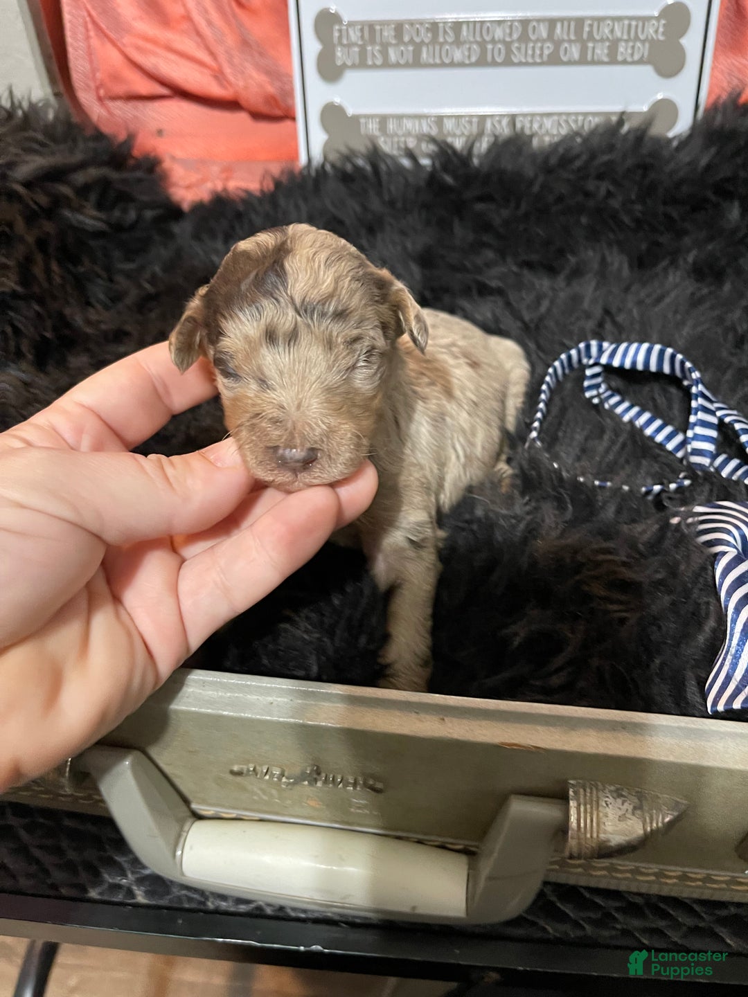 Miniature Poodle dogs for sale: Akc Chocolate Merle Phantom boy 2 - Ad 33