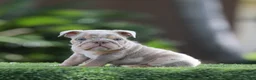 English Bulldog dogs for sale: English Bulldog Puppy 3 - Ad 1
