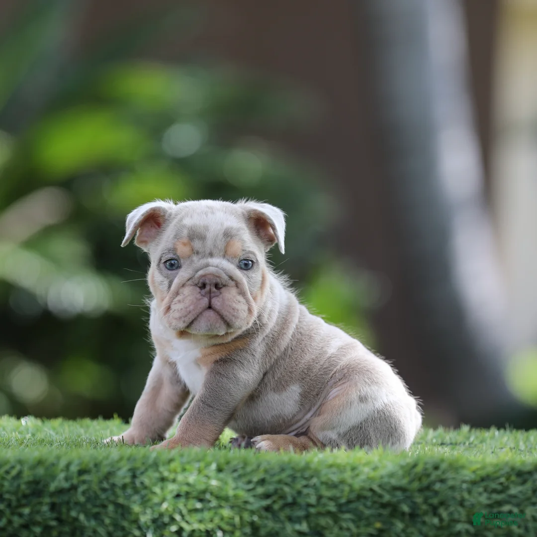 English Bulldog dogs for sale: English Bulldog Puppy 3 - Ad 1