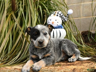 Australian Cattle Dog dogs Haley - Ad 4