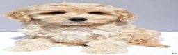 Cavapoo dogs for sale: Lonnie - Ad 4