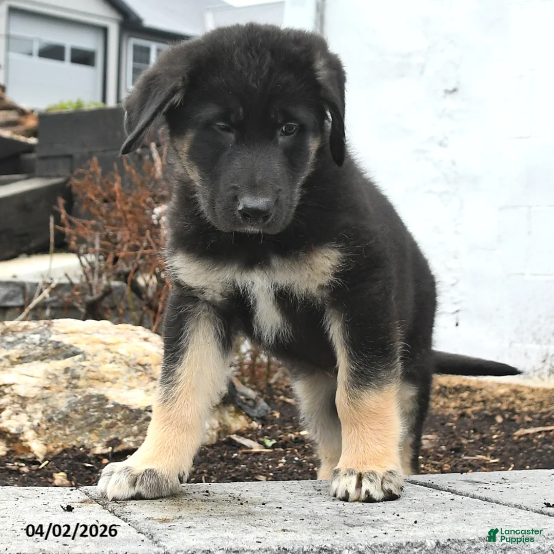Mixed Breed dogs for sale: Bear - Ad 3