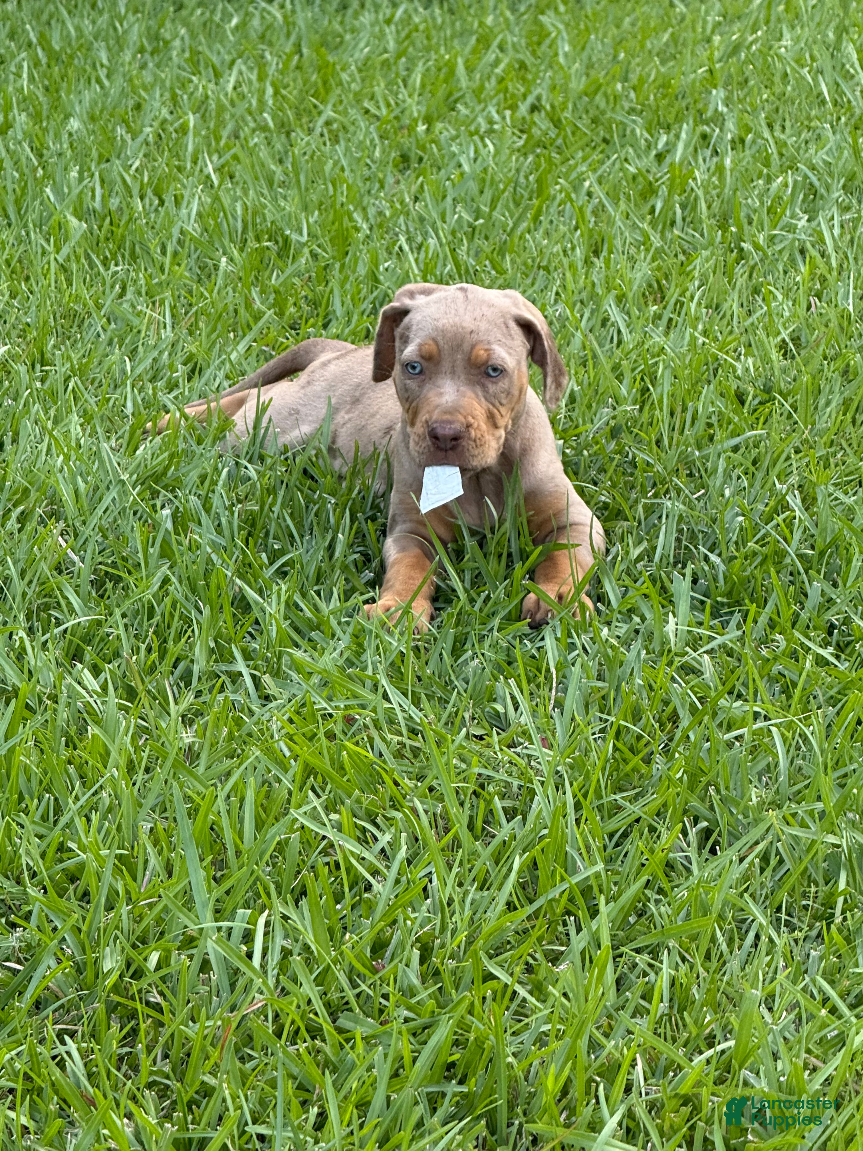 Catahoula Leopard Dog dogs Tan Girl - Ad 1