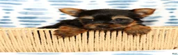 Yorkshire Terrier dogs for sale: Teddy - Ad 3