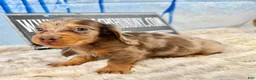 Dachshund dogs for sale: Uno chocolate dapple long coat - Ad 2