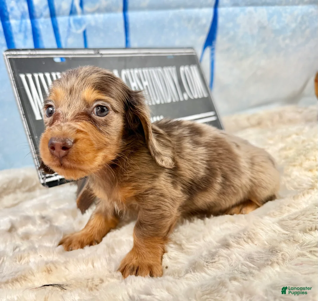 Dachshund dogs for sale: Uno chocolate dapple long coat - Ad 2