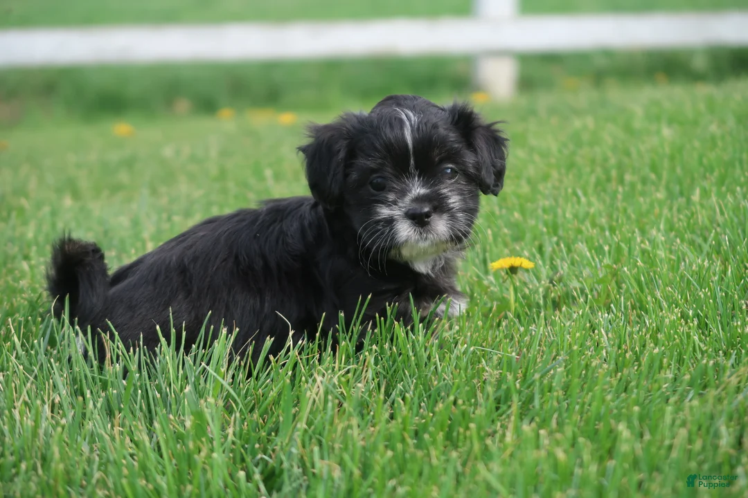 Shihpoo dogs for sale: Zora - Ad 1
