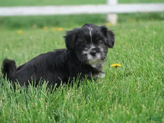 Shihpoo dogs for sale: Zora - Ad 3