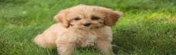 Mixed Breed dogs for sale: Buttons Munchkin Bernedoodle - Ad 6