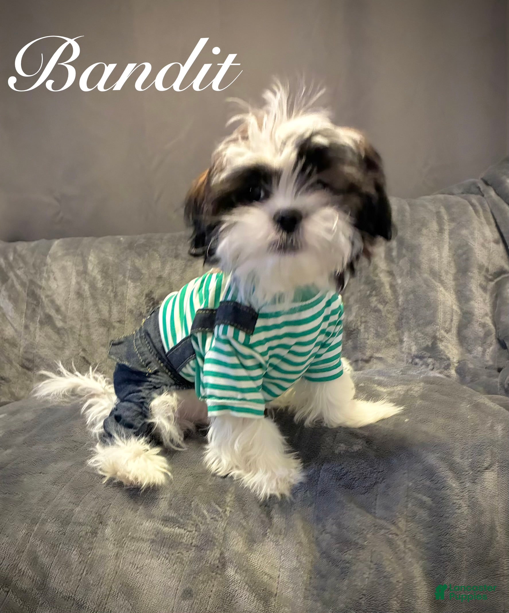 Shih Tzu dogs Bandit  - Ad 27
