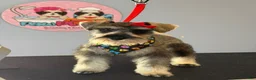 Miniature Schnauzer dogs for sale: Miniature Schnauzer 1 - Ad 17
