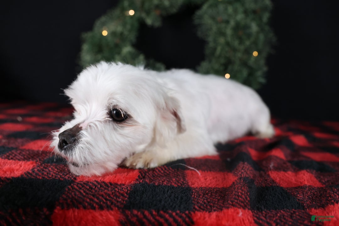 Maltese dogs for sale: ANGIE - Ad 21