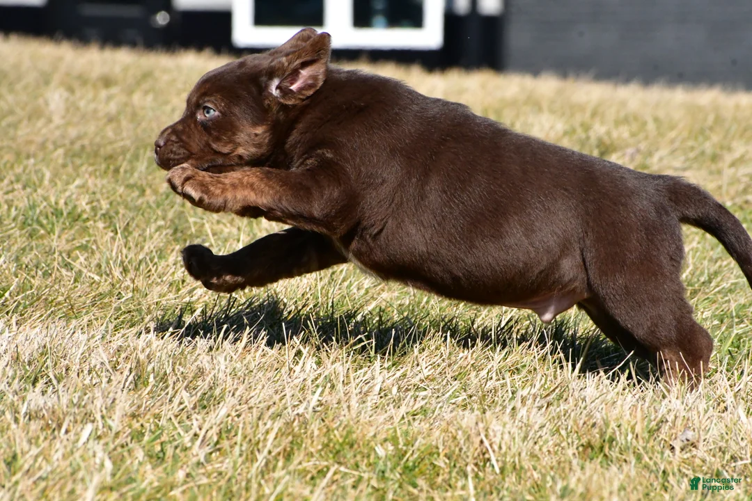 Labrador Retriever dogs for sale: Charles - Ad 12