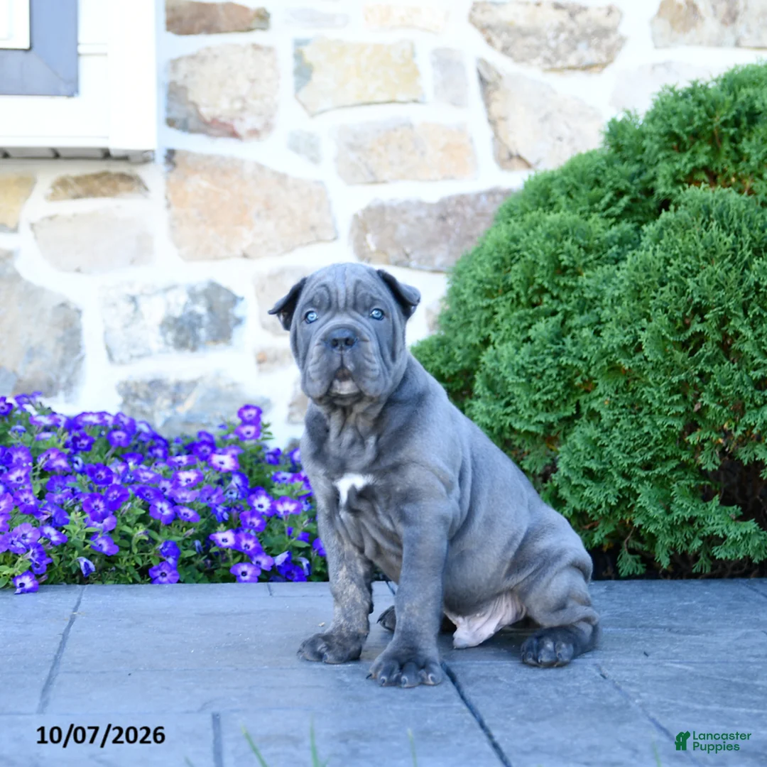 Cane Corso dogs for sale: Buddy - Ad 5