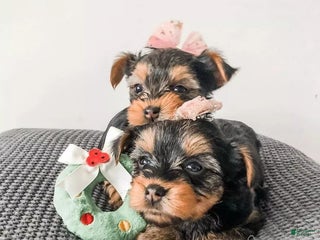 Yorkshire Terrier dogs Yorkshire Terrier Puppy 1 - Ad 1