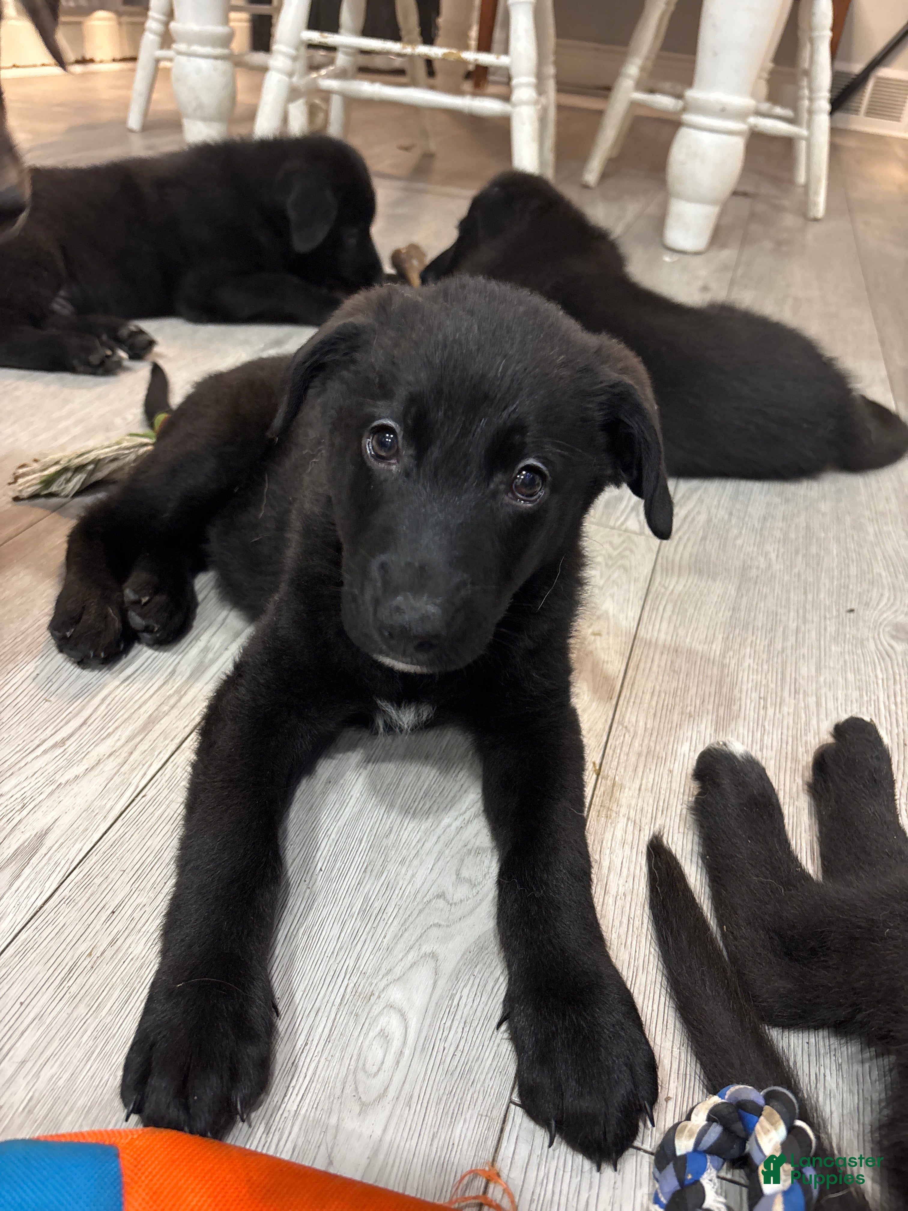 Mixed Breed dogs for sale: Mixed Breed Puppy 2 - Ad 3