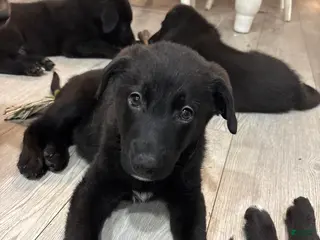 Mixed Breed dogs for sale: Mixed Breed Puppy 2 - Ad 3