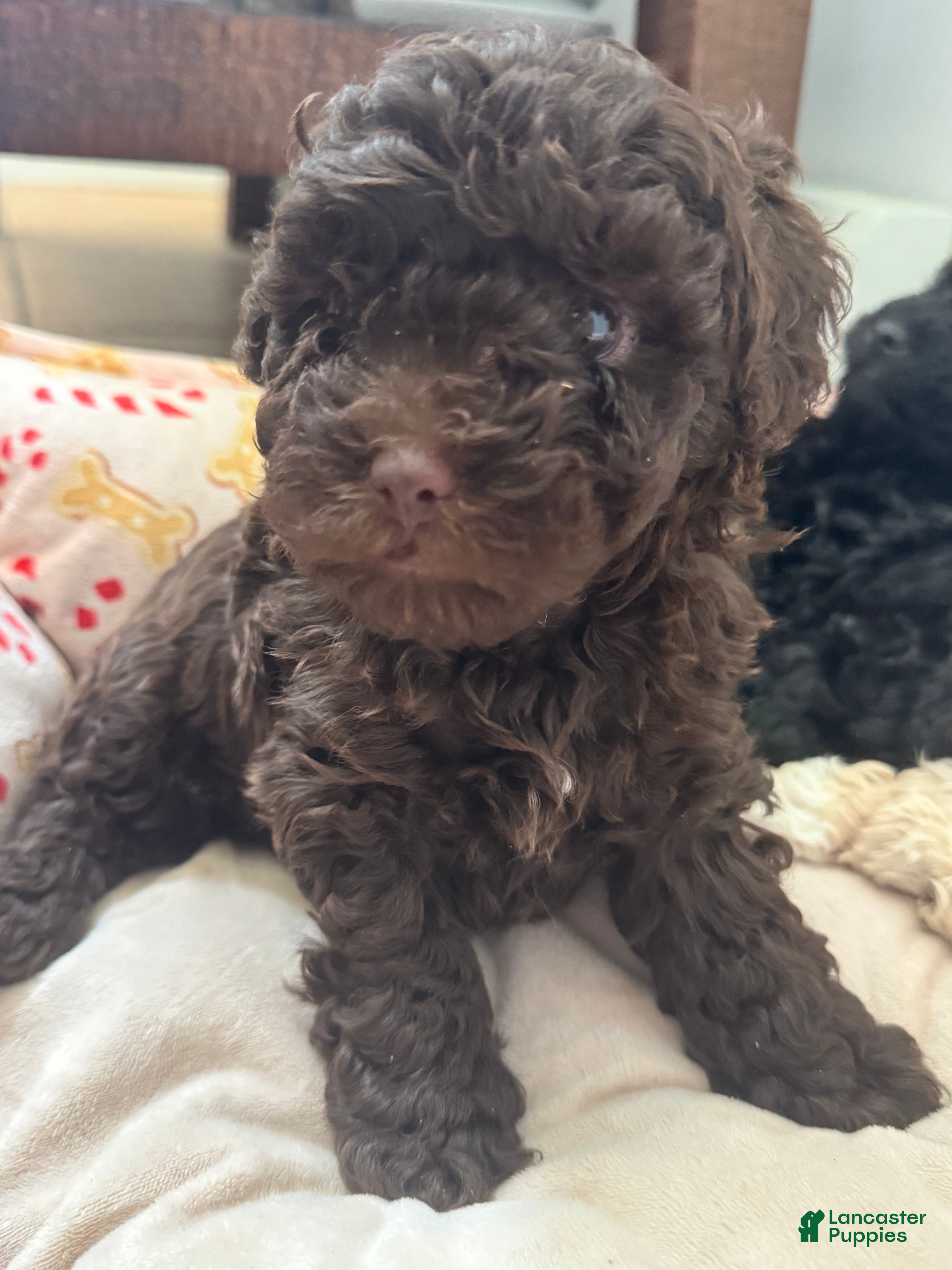 Toy Poodle dogs Toy Poodle Puppy 1 - Ad 2