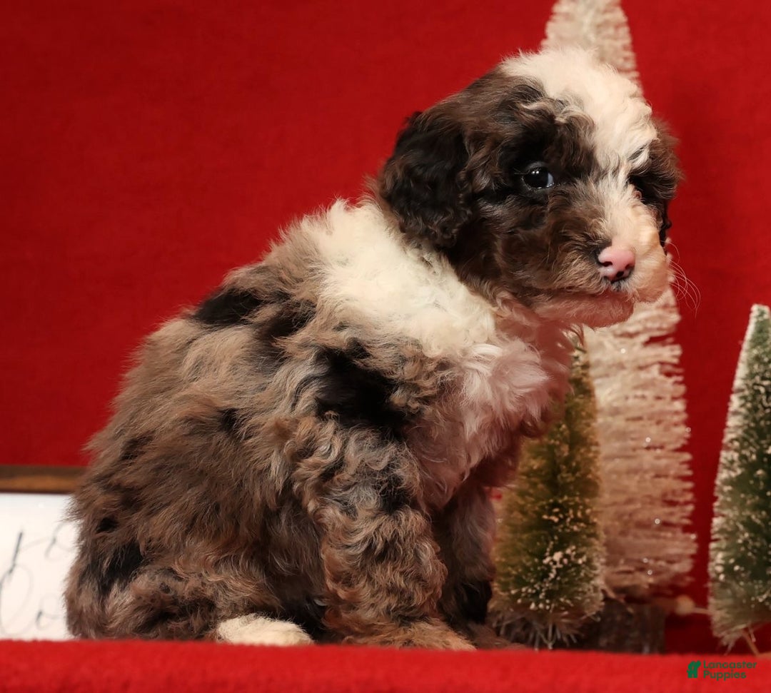 Miniature Poodle dogs for sale: Jasper - Ad 6