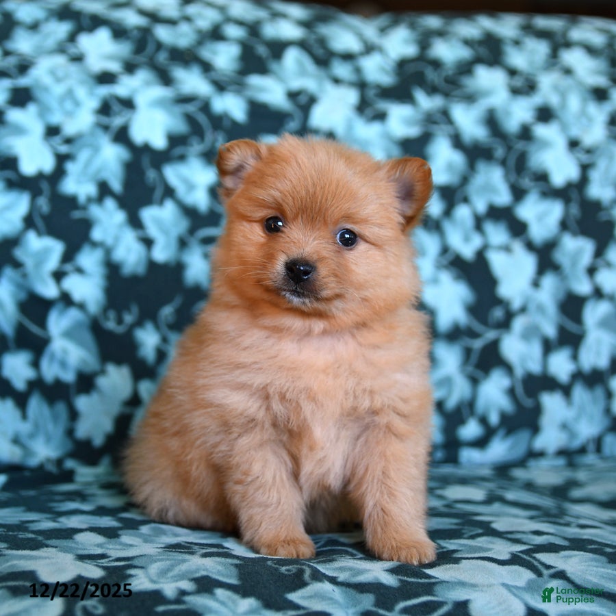 Pomeranian dogs Timmy - Ad 1