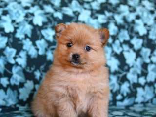 Pomeranian dogs Timmy - Ad 1