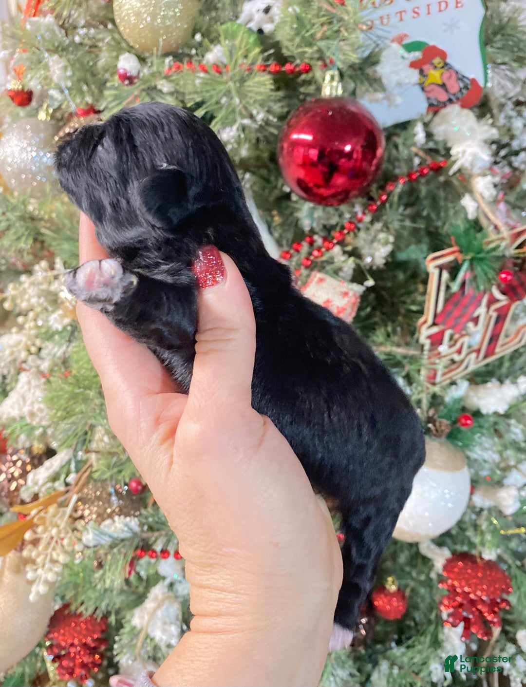 Shihpoo dogs for sale: Shihpoo Puppy 3 - Ad 2