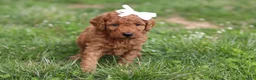 Mini Goldendoodle dogs for sale: Tasha - Ad 5