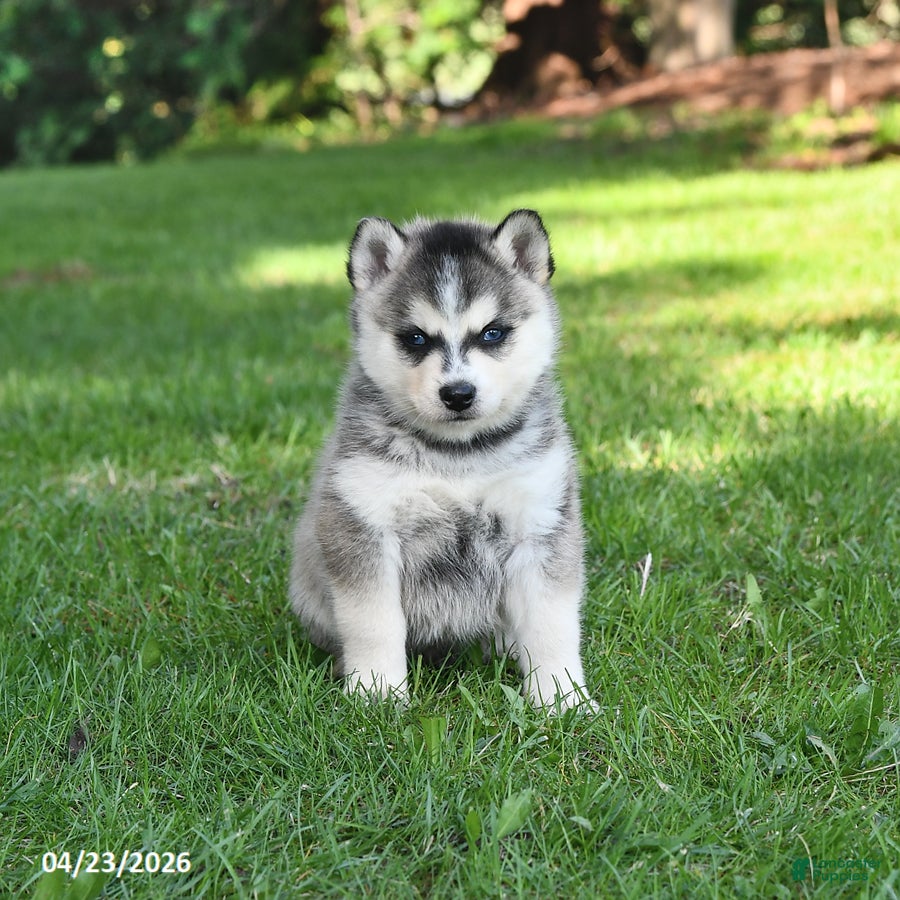 Pomsky dogs Orbit - Ad 1