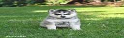 Pomsky dogs for sale: Orbit - Ad 1