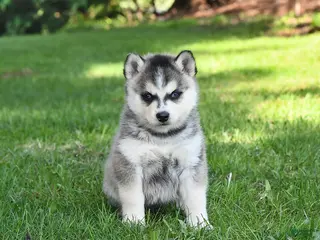 Pomsky dogs for sale: Orbit - Ad 2