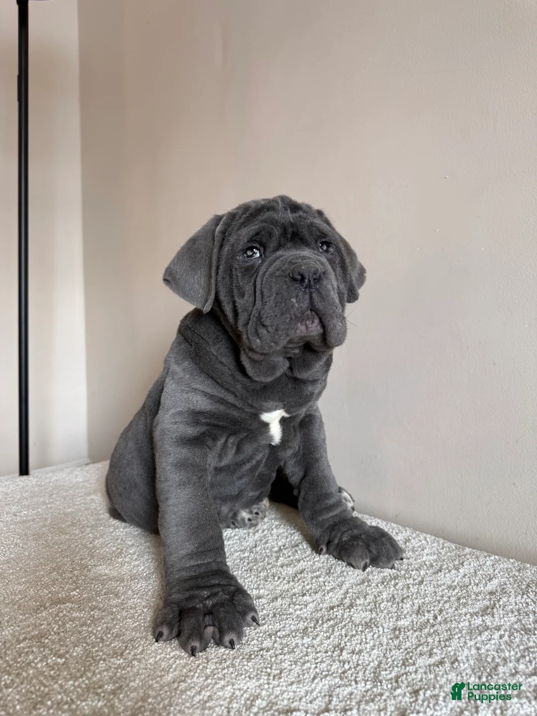 Cane Corso dogs for sale: Thor - Ad 6