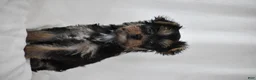 Yorkshire Terrier dogs for sale: Zane - Ad 4