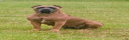 Cane Corso dogs for sale: Cane Corso 5 - Ad 5