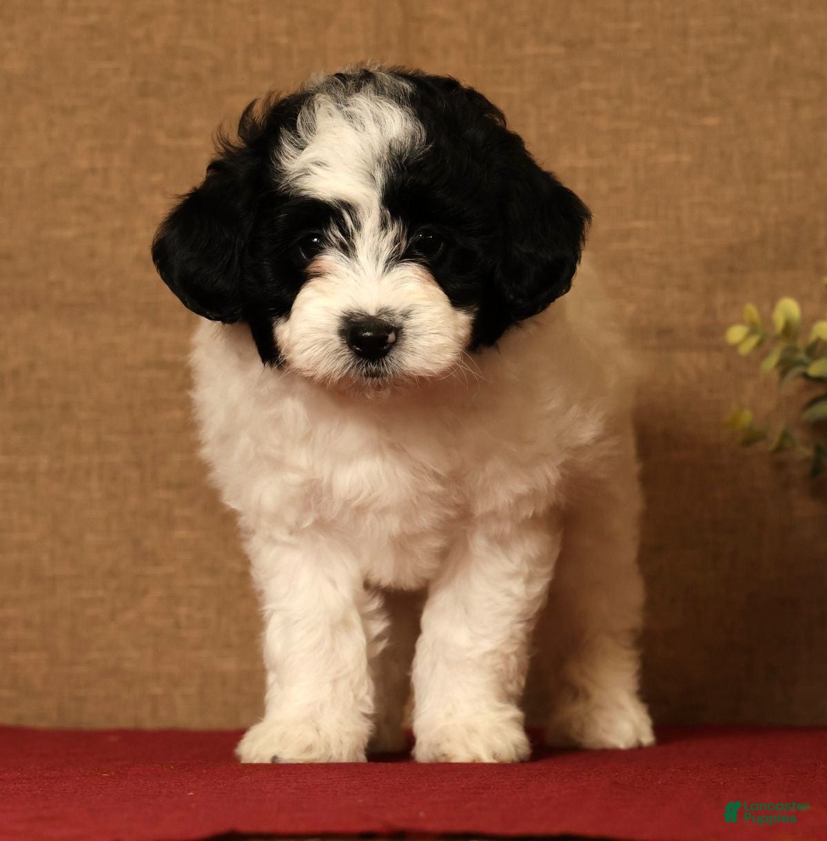 Pomapoo dogs Callie - Ad 1