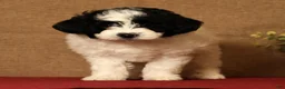 Pomapoo dogs for sale: Callie - Ad 1